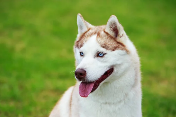 Hund ras sibirisk husky — Stockfoto