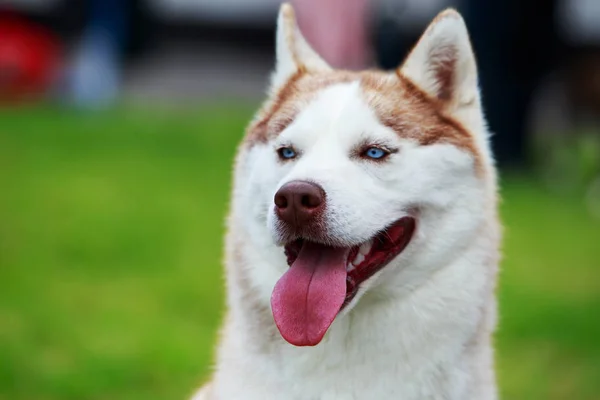 犬はシベリアハスキーを繁殖させ — ストック写真