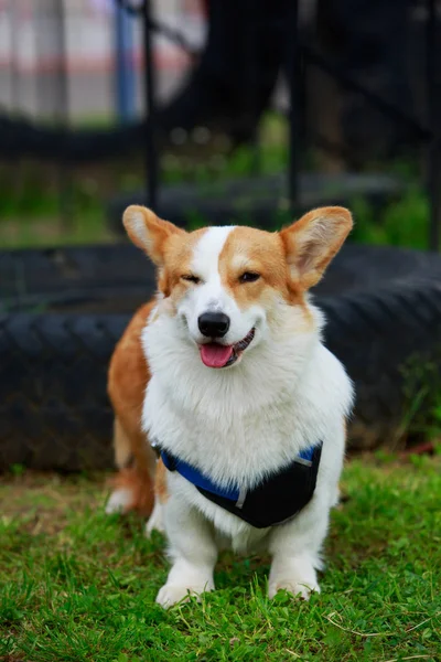 Raça de cães Galês Corgi Pembroke — Fotografia de Stock