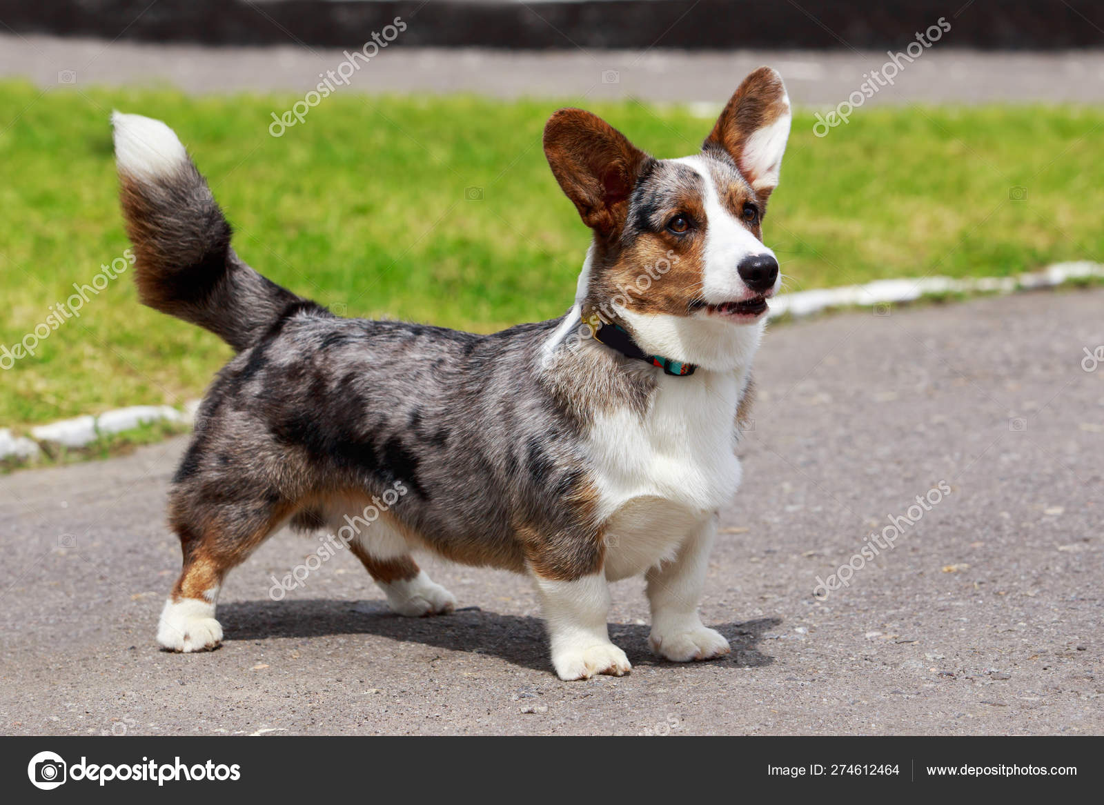 Raça cão galês Corgi Cardigan — Foto © DevidDO #274612464
