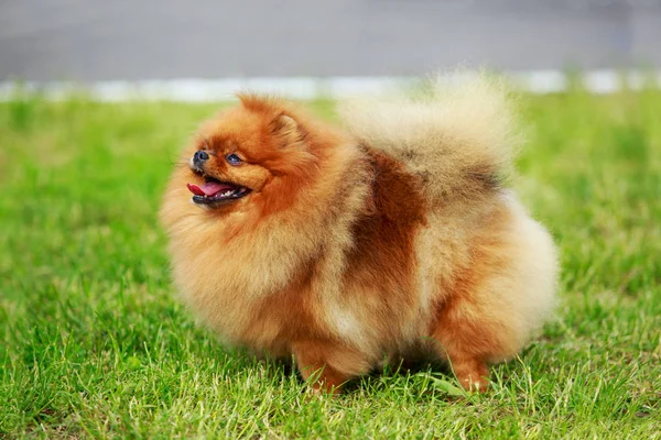 Il cane alleva il pomero spitz — Foto Stock