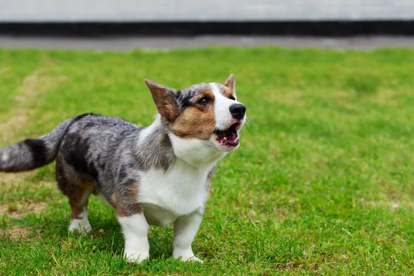 Dog breed Welsh Corgi Cardigan — Stock Photo, Image