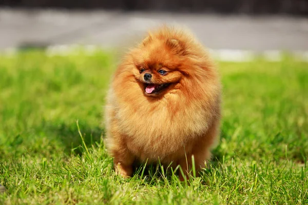 El perro crianza pomeranian spitz — Foto de Stock