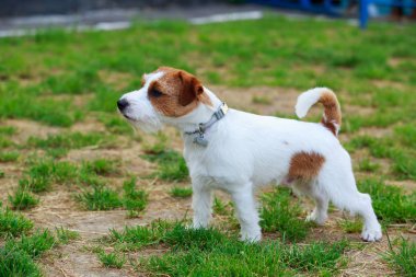 Jack Russell Terrier Köpeği
