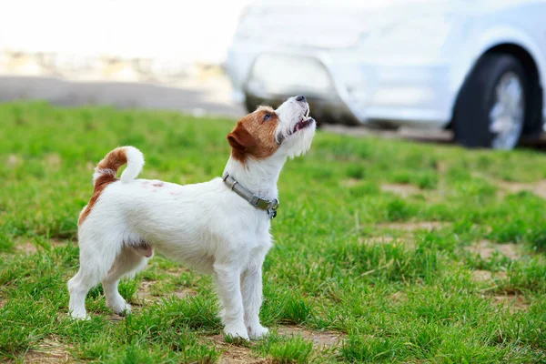 Jack Russell Terrier สุนัข — ภาพถ่ายสต็อก