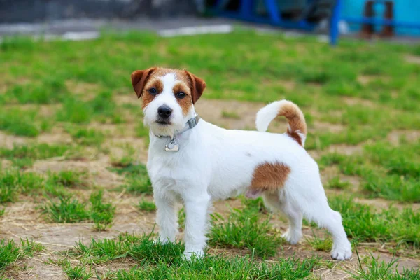 Jack Russell terrier cão — Fotografia de Stock