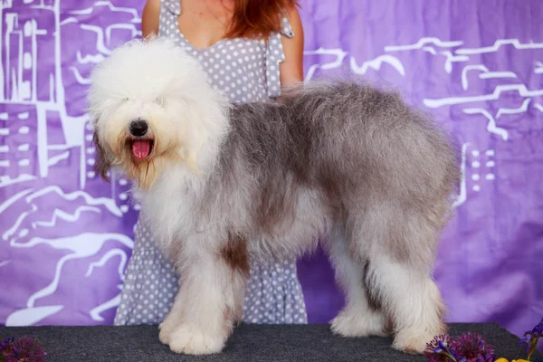 Dog breed bobtail