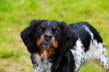 Köpek ırkı Breton Epanol