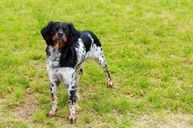 Köpek ırkı Breton Epanol