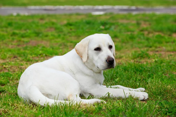 Raça de cães Labrador Retriever — Fotografia de Stock