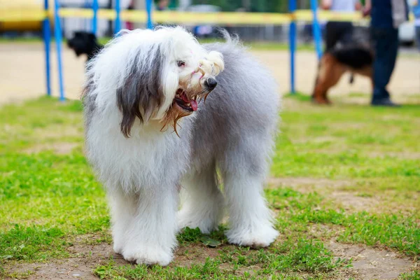 Dog breed bobtail