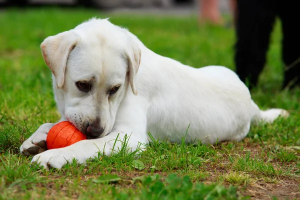 Raza de perro Labrador Retriever — Foto de Stock