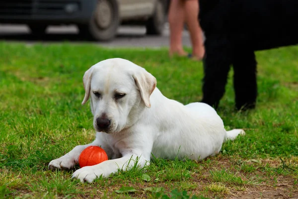 Raza de perro Labrador Retriever — Foto de Stock