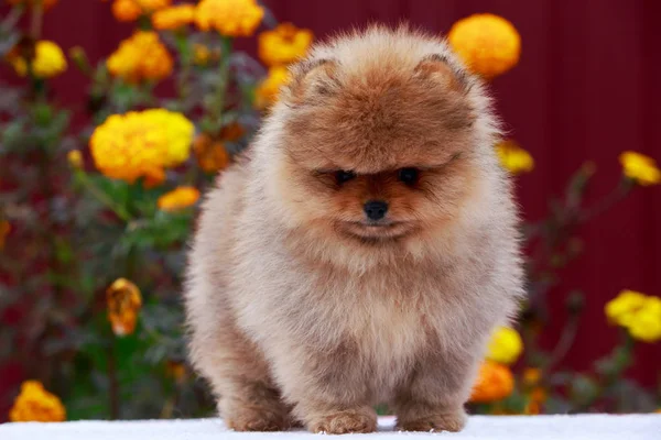 El perro crianza pomeranian spitz —  Fotos de Stock