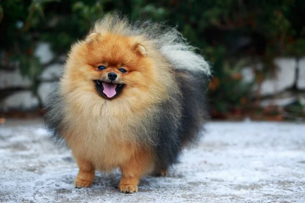 A raça de cão spitz pomeranian — Fotografia de Stock