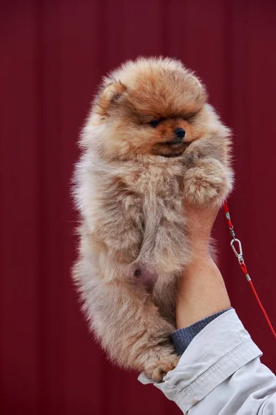 El perro crianza pomeranian spitz —  Fotos de Stock