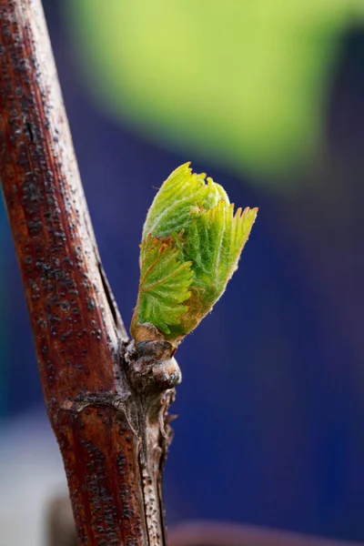 Germoglio d'uva — Foto Stock