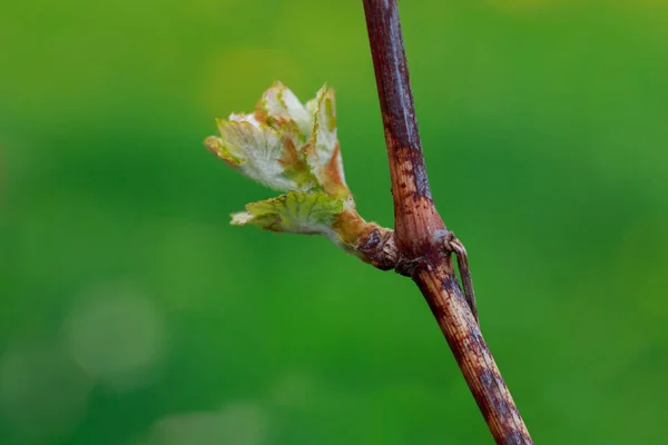 Germoglio d'uva — Foto Stock