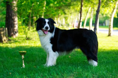 Köpek doğurmak kenar kömür ocağı