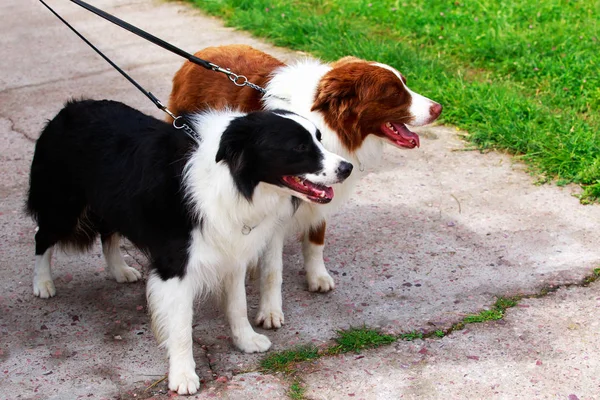 two border collie dogs