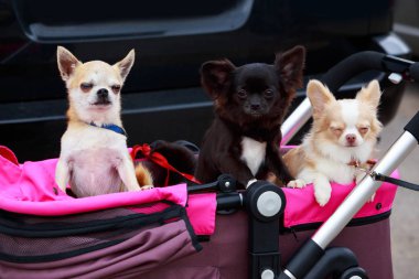 Chihuahua köpek doğurmak