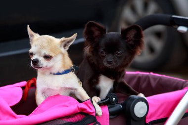 Chihuahua köpek doğurmak