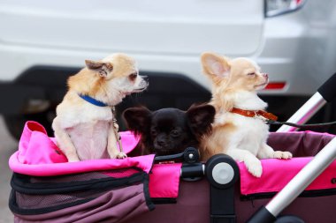 Chihuahua köpek doğurmak