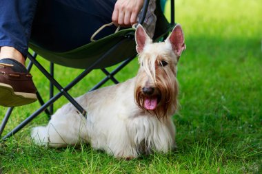 İskoç Terrier cins köpek