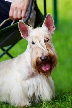 İskoç Terrier cins köpek