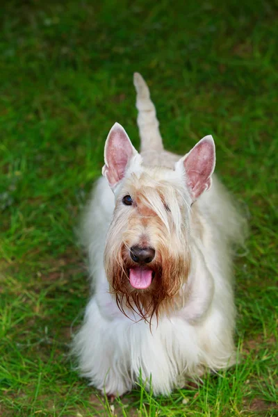 スコットランドテリア犬 — ストック写真