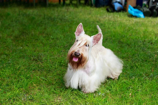 Scottish Terrier raza perro — Foto de Stock