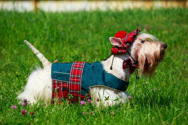 İskoç Terrier cins köpek — Stok fotoğraf