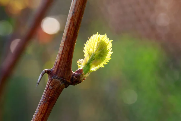 Germoglio d'uva — Foto Stock