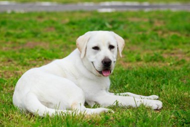 köpek doğurmak labrador geri almak