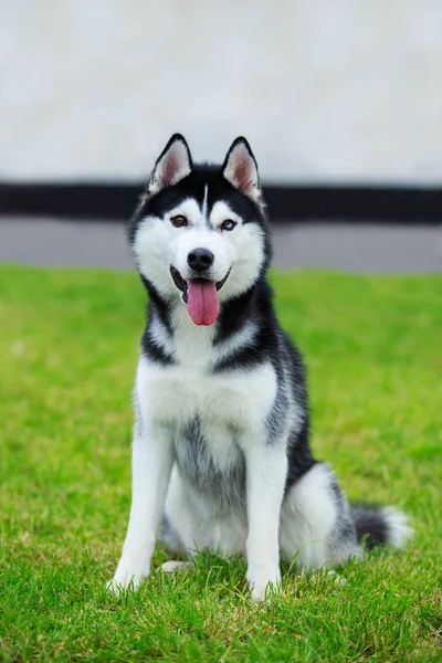 犬はシベリアハスキーを繁殖させ — ストック写真