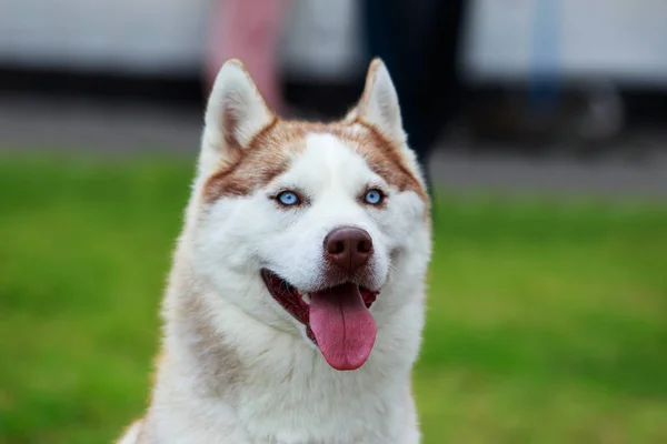 Rasa de câini Siberian Husky — Fotografie, imagine de stoc