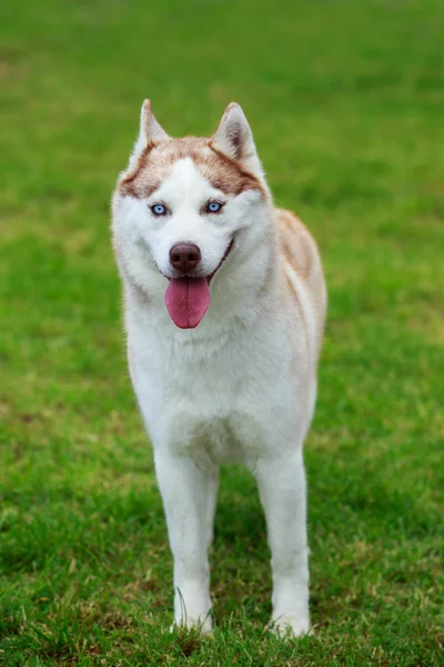 Σκύλος φυλή Siberian husky — Φωτογραφία Αρχείου