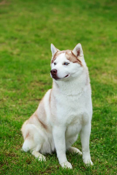 Σκύλος φυλή Siberian husky — Φωτογραφία Αρχείου