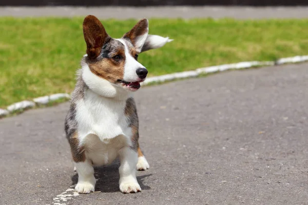 Pies rasy Welsh Corgi Cardigan — Zdjęcie stockowe