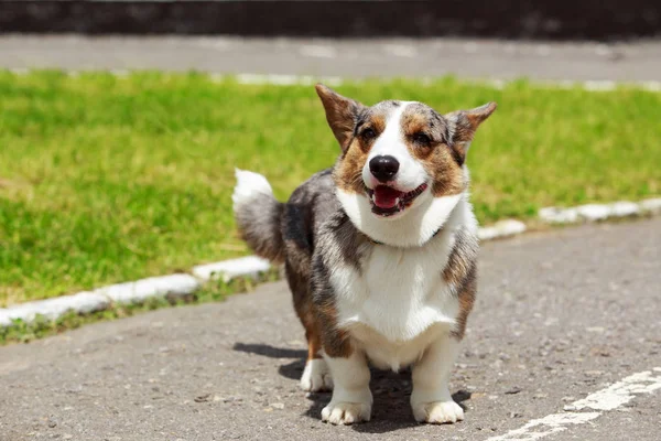 Raça cão galês Corgi Cardigan — Fotografia de Stock