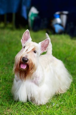 İskoç Terrier cins köpek