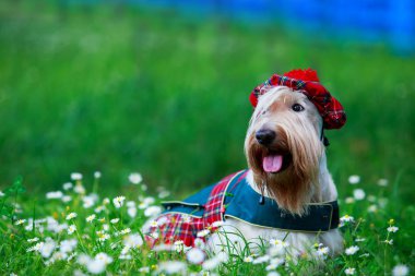 İskoç Terrier cins köpek