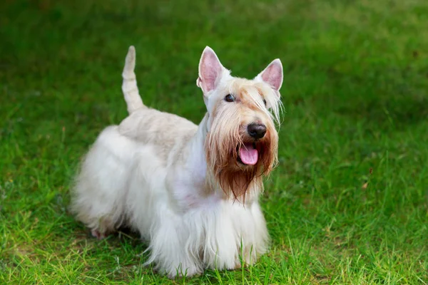 Scottish Terrier raça cão — Fotografia de Stock