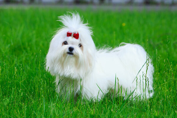 Cute maltese dog