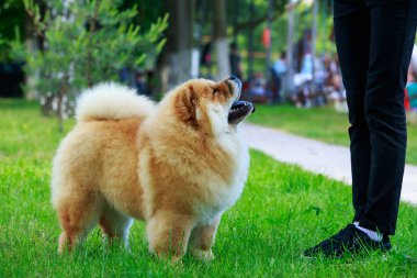 köpek doğurmak chow chow