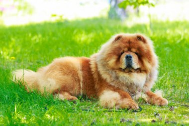 köpek doğurmak chow chow