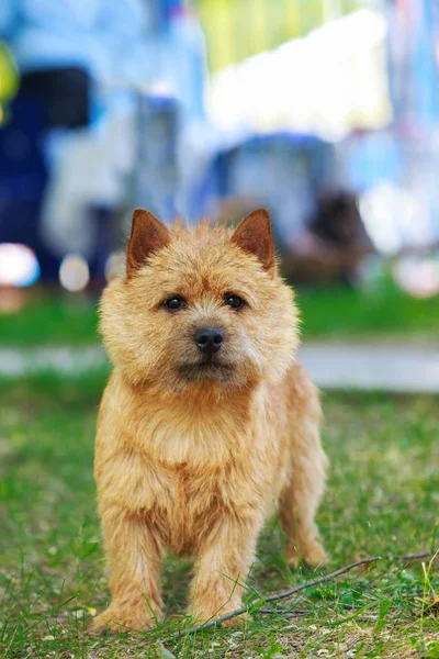 Norwich köpek ırkı — Stok fotoğraf