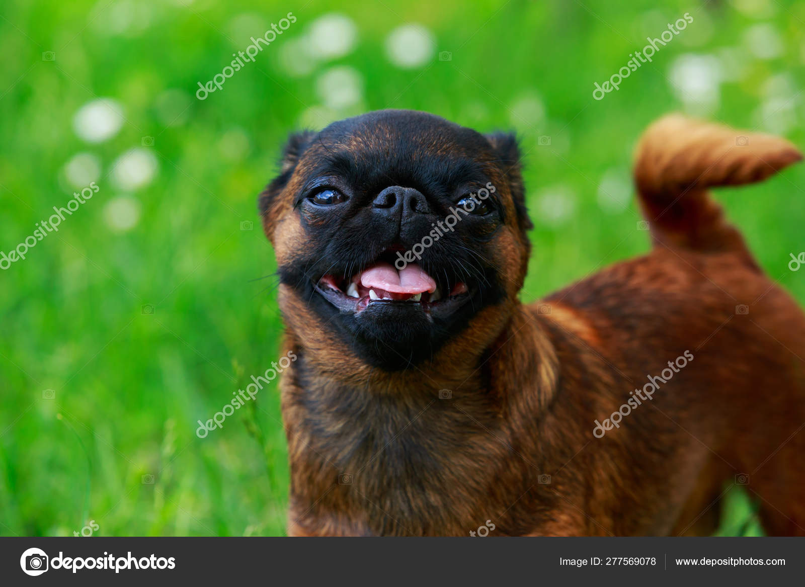 Griffon Bruxellois Dog Breed Stock Photo Image By C Deviddo 277569078
