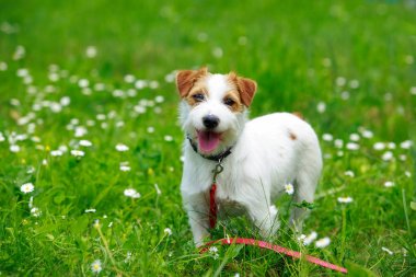 Jack Russell Teriyeri