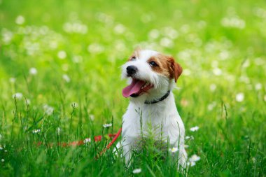 Jack Russell Teriyeri